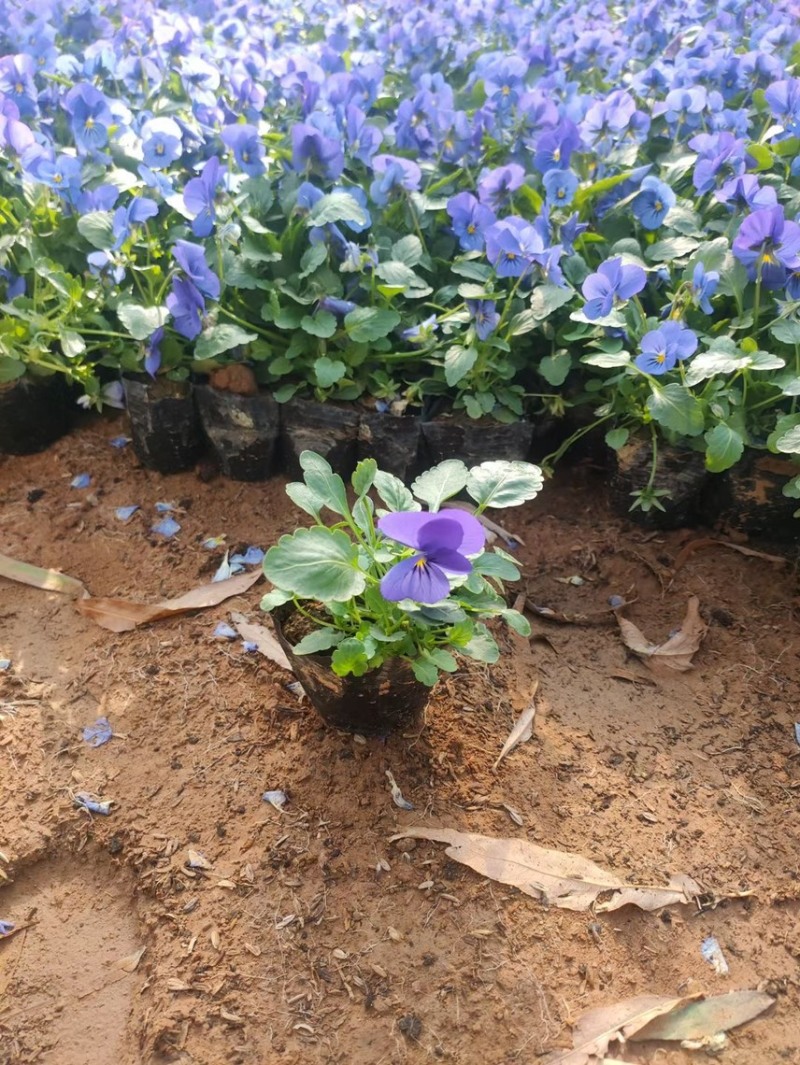 角堇现货供应角堇批发基地