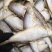 马口鱼，鲅鱼，红头鱼，鲳鱼，白磷鱼到货，各类咸鱼都有