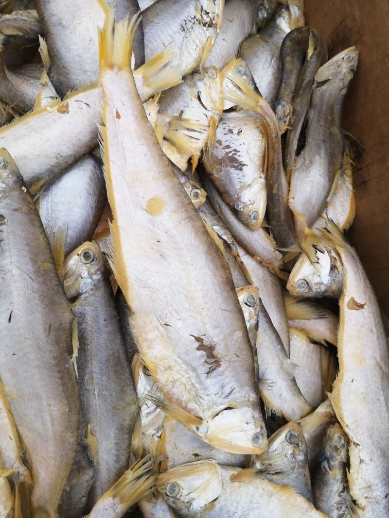 马口鱼，鲅鱼，红头鱼，鲳鱼，白磷鱼到货，各类咸鱼都有
