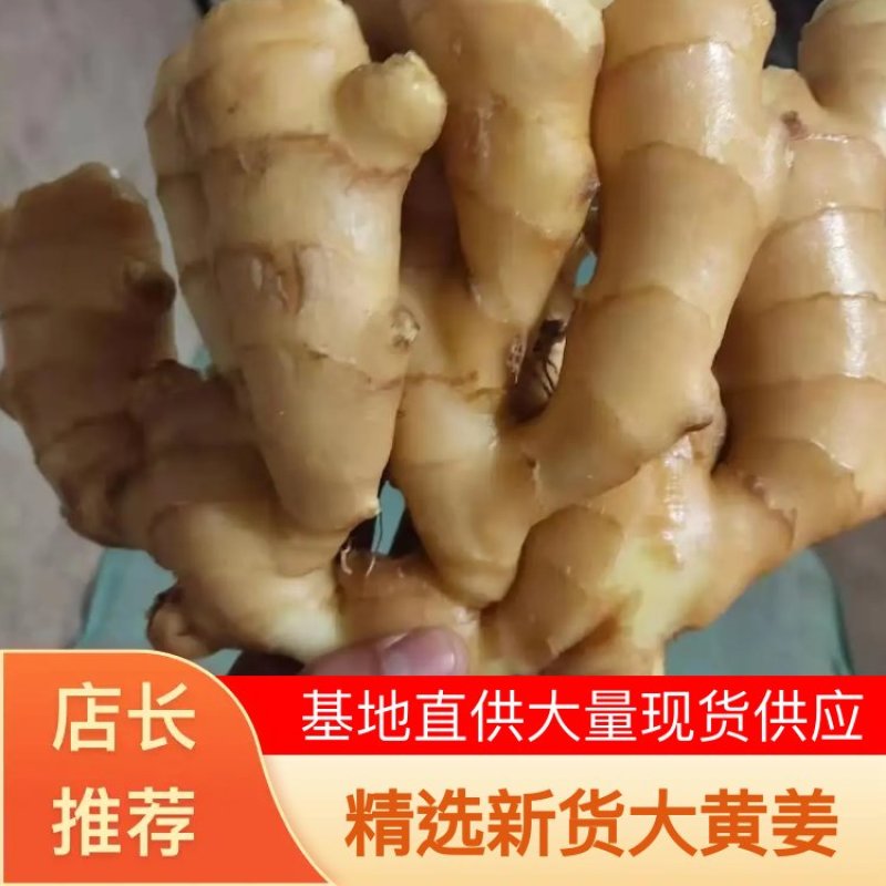【新疆精品大黄姜】产地一手货源批发《保质保量/坏烂包赔》