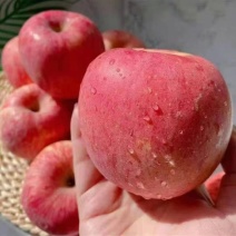 【河北精品苹果】产地一手货源批发《保质保量/坏烂包赔》