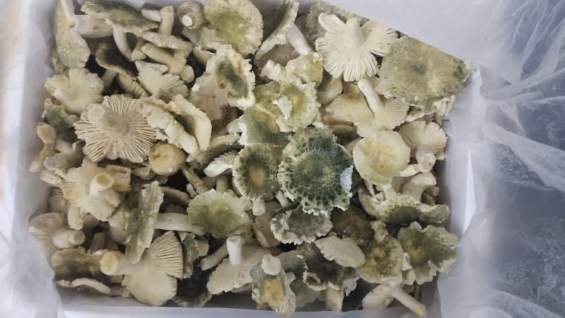 速冻青头菌