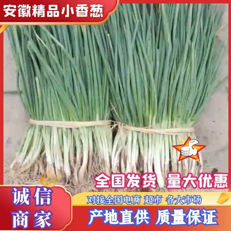 安徽阜南县精品小香葱产地直供量大从优价格实惠联系