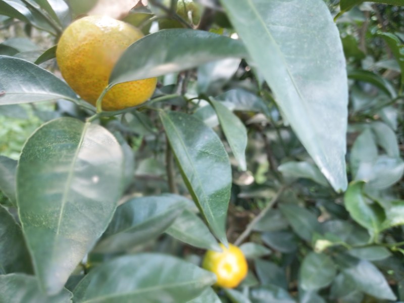 供大量有机原产地种植沙糖桔