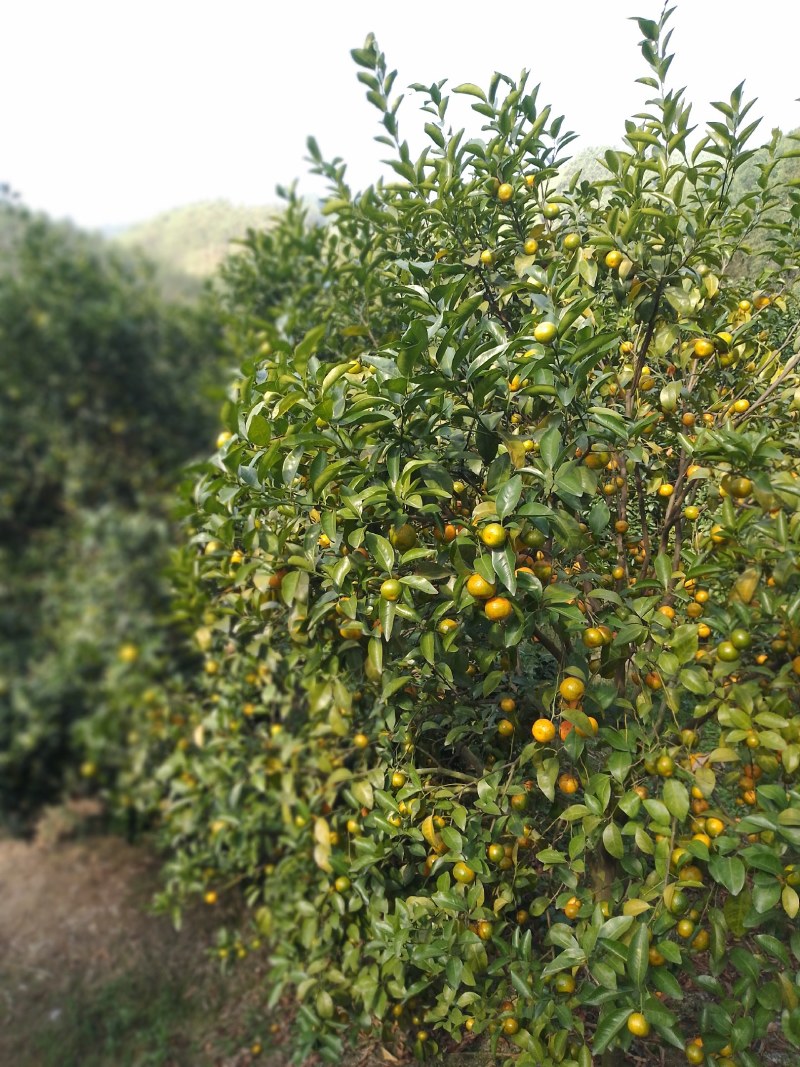 供大量有机原产地种植沙糖桔