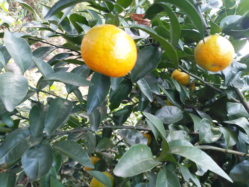 供大量有机原产地种植沙糖桔
