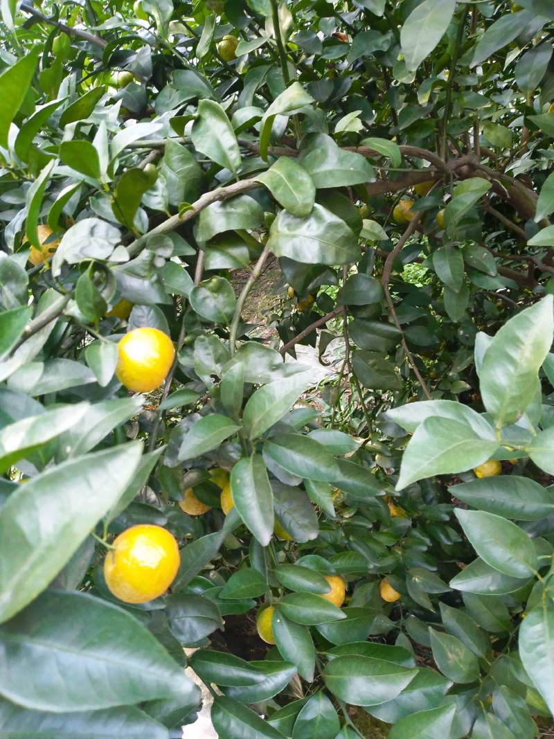 供大量有机原产地种植沙糖桔