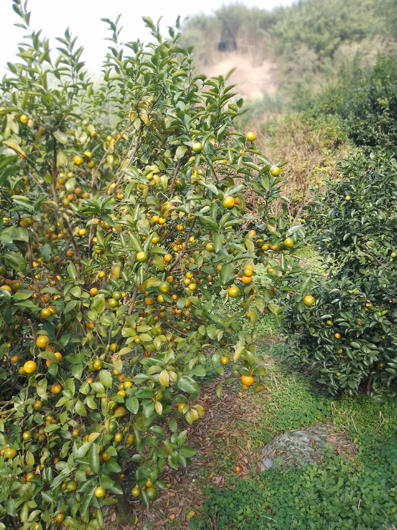 供大量有机原产地种植沙糖桔