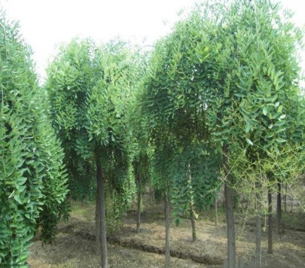 一处现代化苗圃中的龙爪槐嫁接作业场景:工人正在对一排整齐的国槐砧木进行高位枝接操作;旁边摆放着已包扎好的接穗部位特写,显示塑料薄膜缠绕保护状态;背景可见不同生长阶段的龙爪槐幼苗行列排列,土地平整,灌溉设施齐全 龙爪槐嫁接培育过程实景图