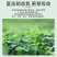 国光络尔大量元素水溶肥国光水溶肥蔬菜果树水稻花卉多肉叶面