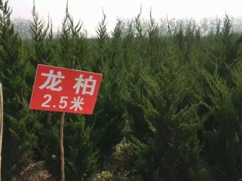 龙柏