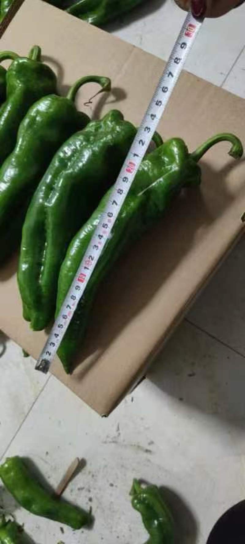 精品尖椒，量大优惠，质量保证，欢迎新老客户联系，