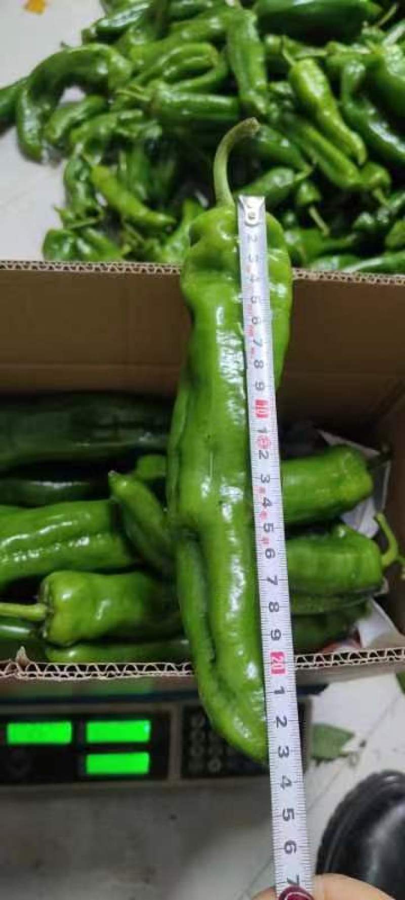 精品尖椒，量大优惠，质量保证，欢迎新老客户联系，