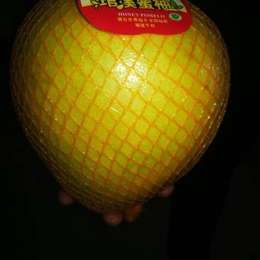 三峡蜜柚产地批发，量大从优，果园看货订货，可提供各种包装