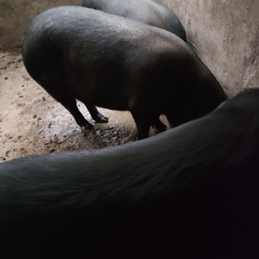 优质香猪肉基地直供一手货源品质保证可视频看货
