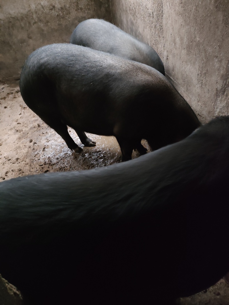 优质香猪肉基地直供一手货源品质保证可视频看货