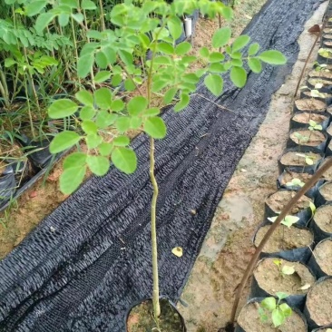 辣木
