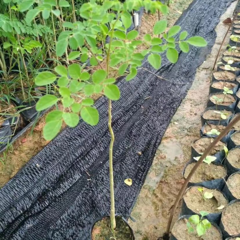 辣木