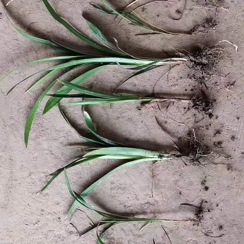 宽叶麦冬