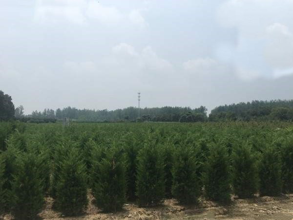 一个现代化的塔柏侧柏育苗基地航拍画面,整齐划一的苗床排列有序,幼苗高度一致,呈墨绿色塔形,地面铺设黑色地布防草,局部可见喷灌设施正在运行,工人在田间检查苗木生长情况 塔柏侧柏育苗基地实景图