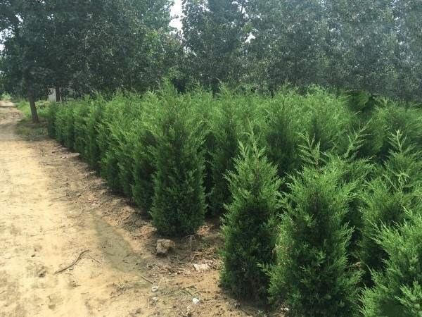 塔柏与侧柏在不同气候下的生长对比图