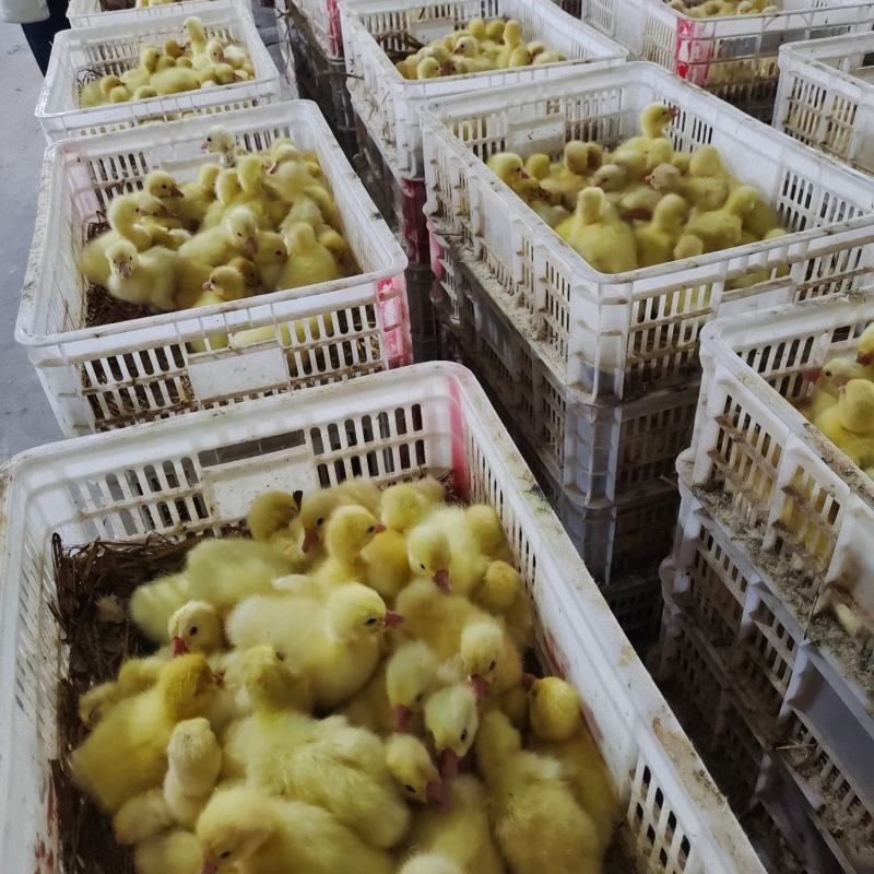 本公司常年出售大种浙东杂交鹅苗，三花鹅苗，泰州鹅苗