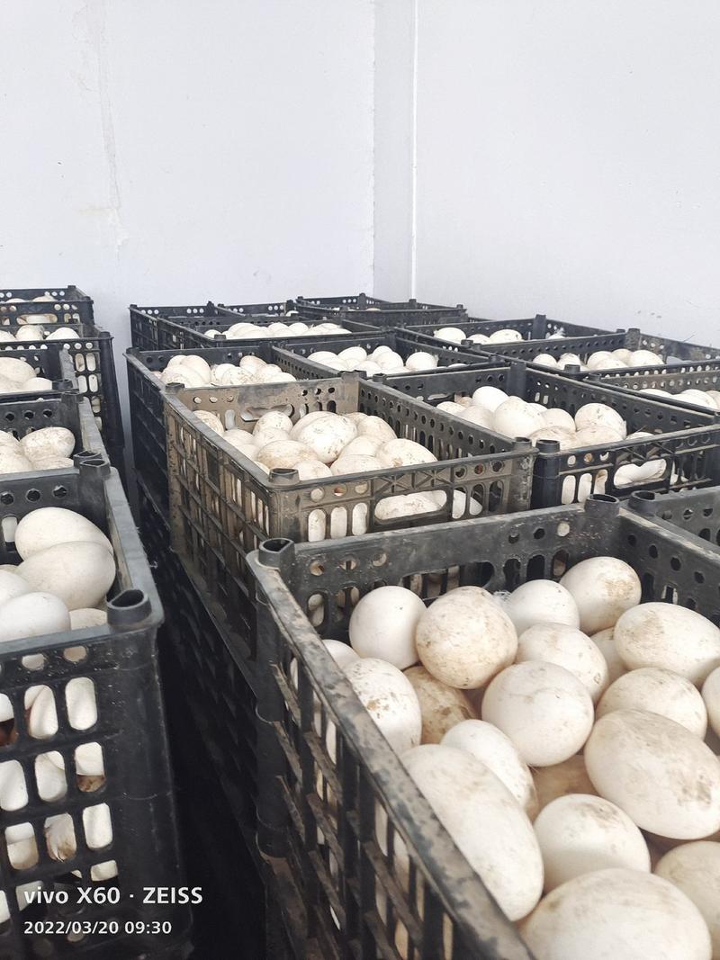 常年出售纯泰州鹅种蛋，大三花鹅种蛋