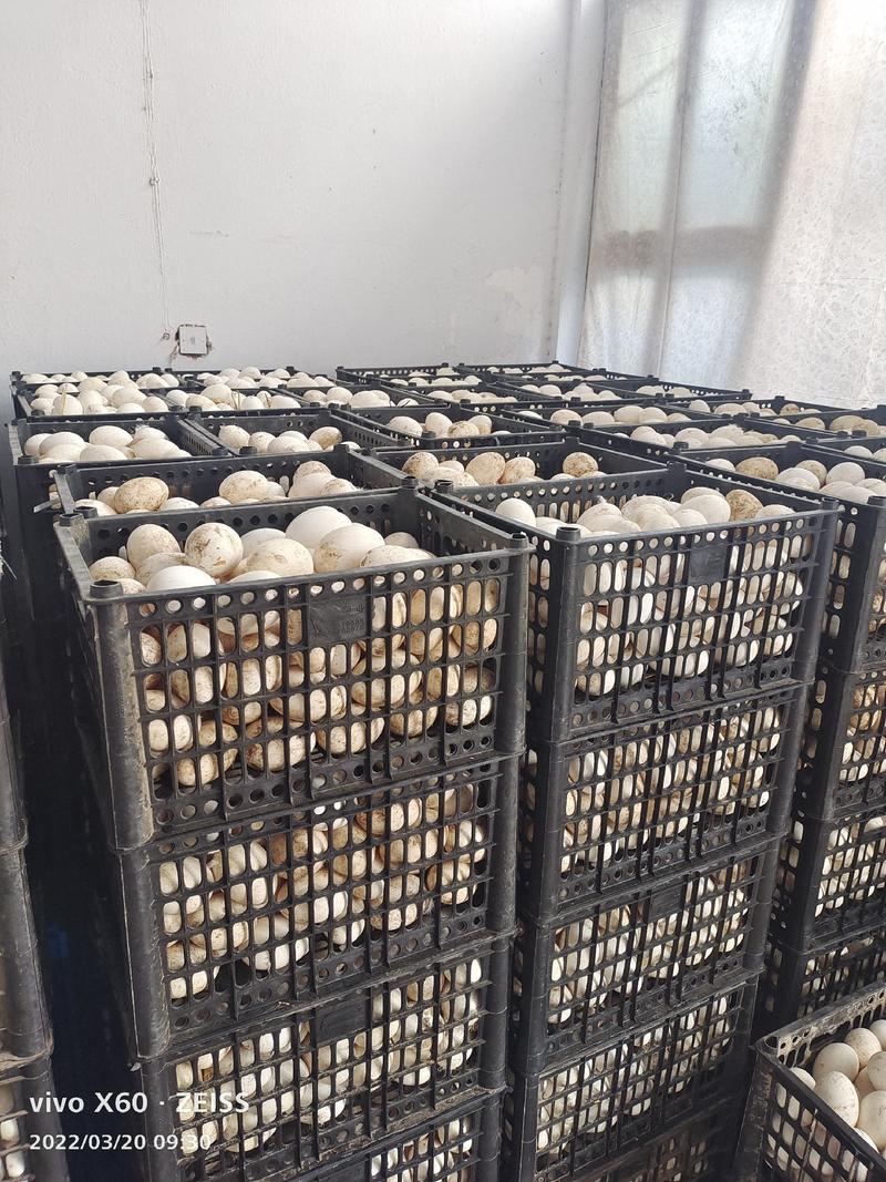 常年出售纯泰州鹅种蛋，大三花鹅种蛋