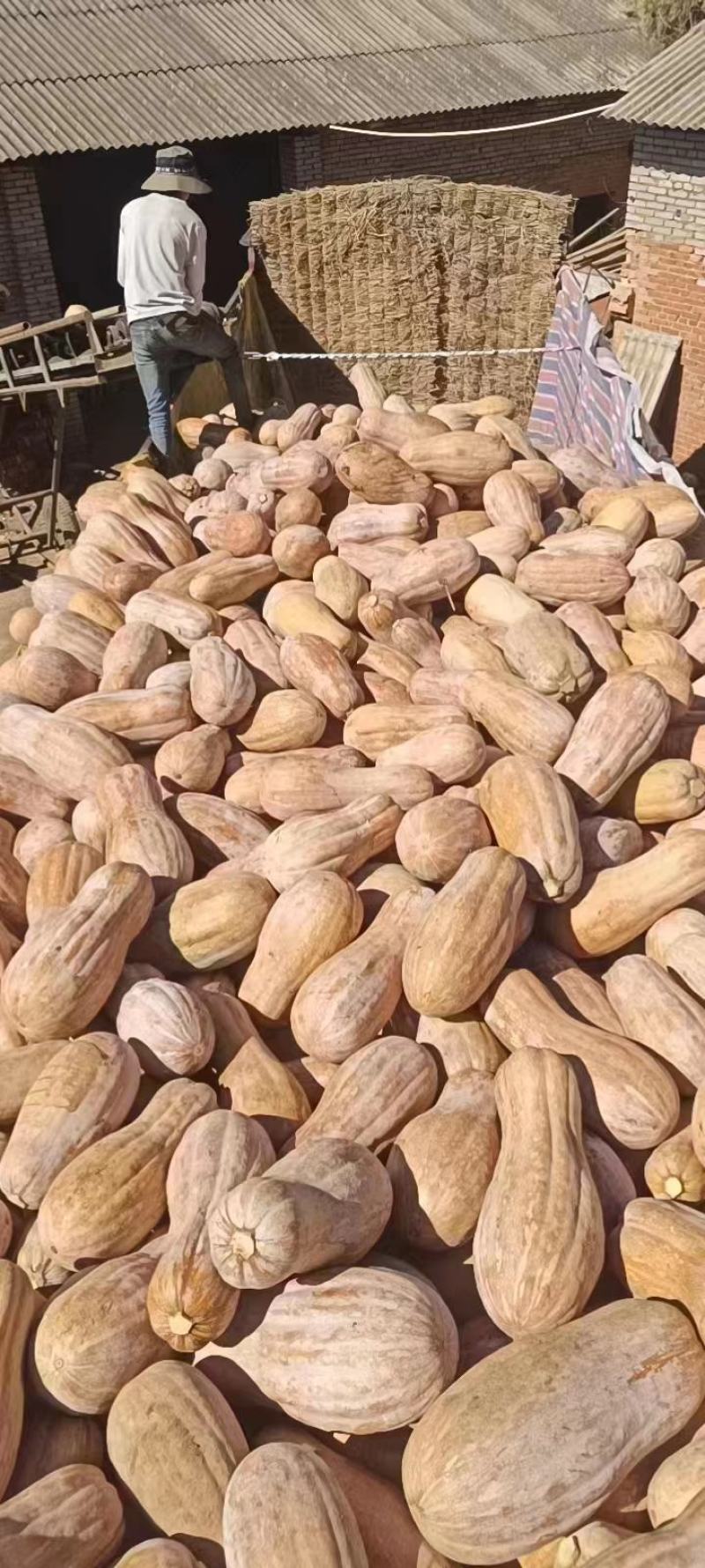 密本南瓜大量有货云南会理都有货全黄鲜瓜都有货
