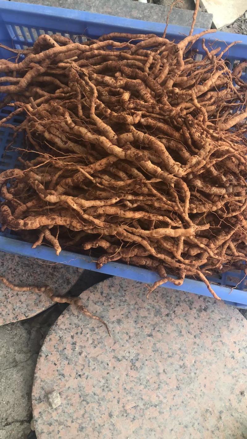 自己家种的老巴戟上市啦！