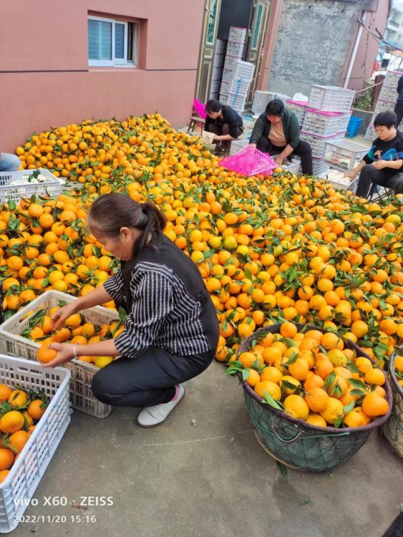浙江台州三门，大炮桔，丑橘，商品桔，罐头厂桔代办