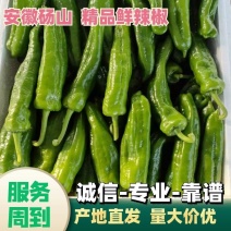 301，薄皮辣椒15~20厘米，一手货源，随到随收