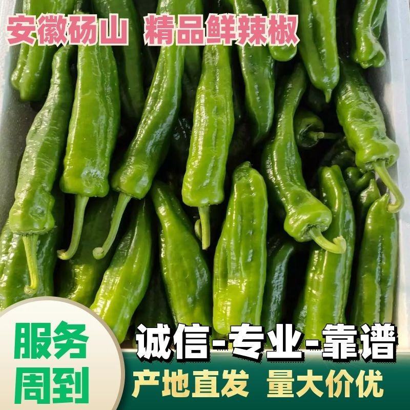 301，薄皮辣椒15~20厘米，一手货源，随到随收