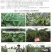 国光爱壮烯效唑花生油菜土豆调节生长控旺矮壮素植物生长调节