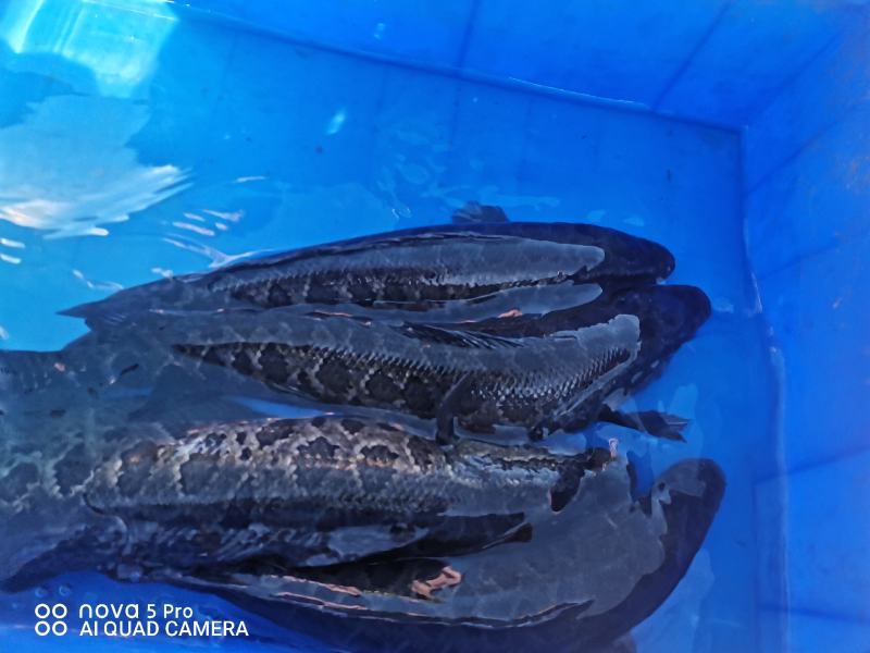 黑鱼