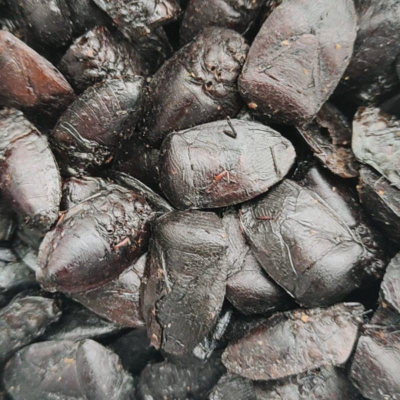 九香虫一手货源产地直发欢迎采购下单量大从优