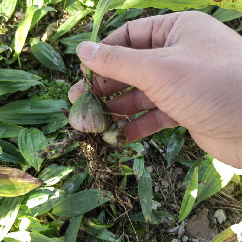 毛慈姑 山慈姑苗大叶【冰球子苗】独花独叶 品种正宗