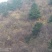 纯野生挂果3-10年生连翘苗，可视屏采挖成活率好