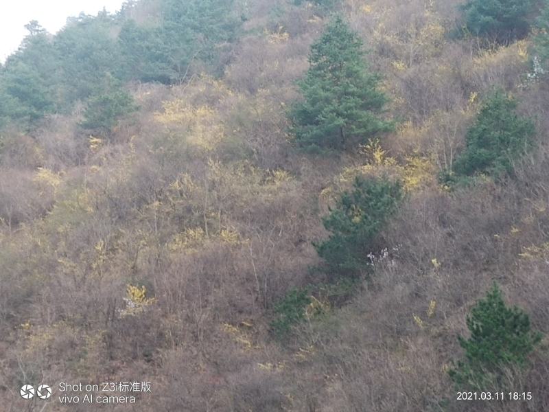 纯野生挂果3-10年生连翘苗，可视屏采挖成活率好