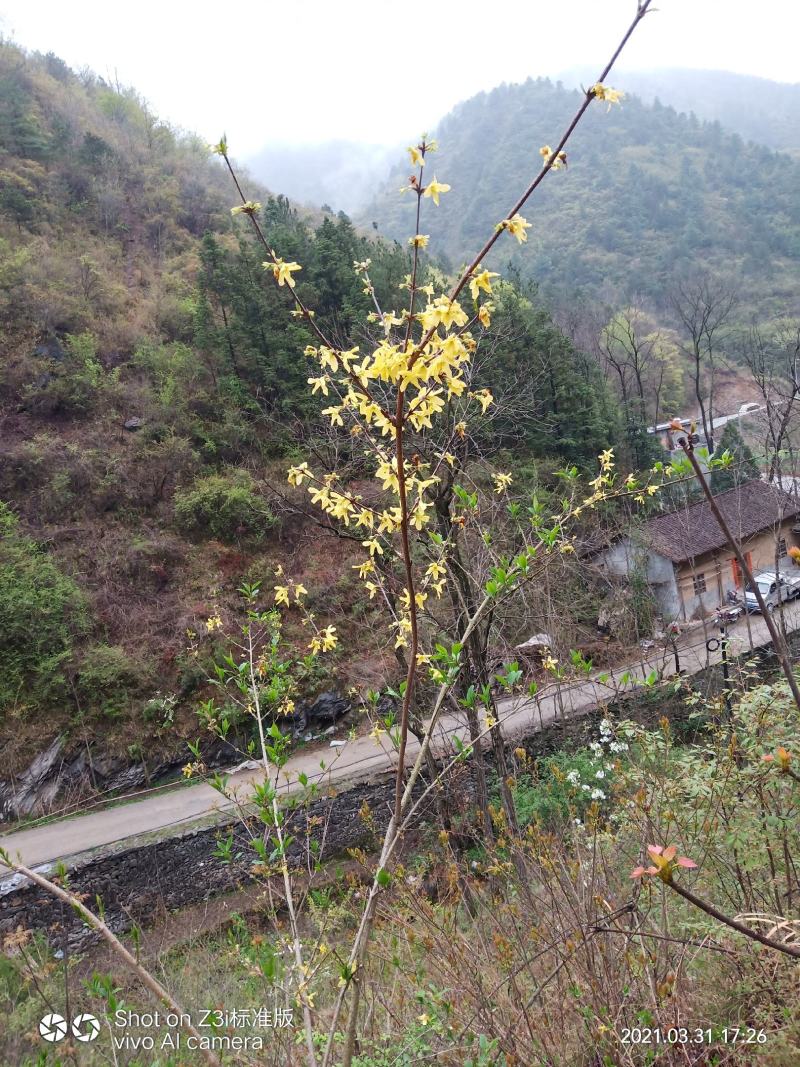纯野生挂果3-10年生连翘苗，可视屏采挖成活率好