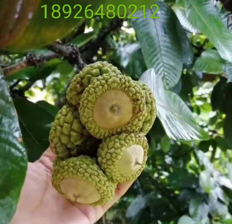 风流果新品种