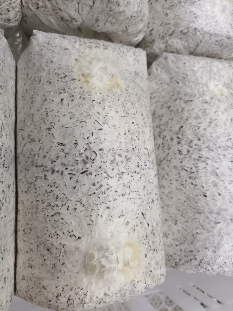 金耳菌种源头工厂