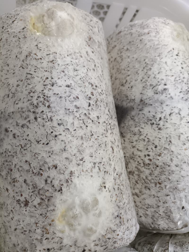 金耳菌种源头工厂