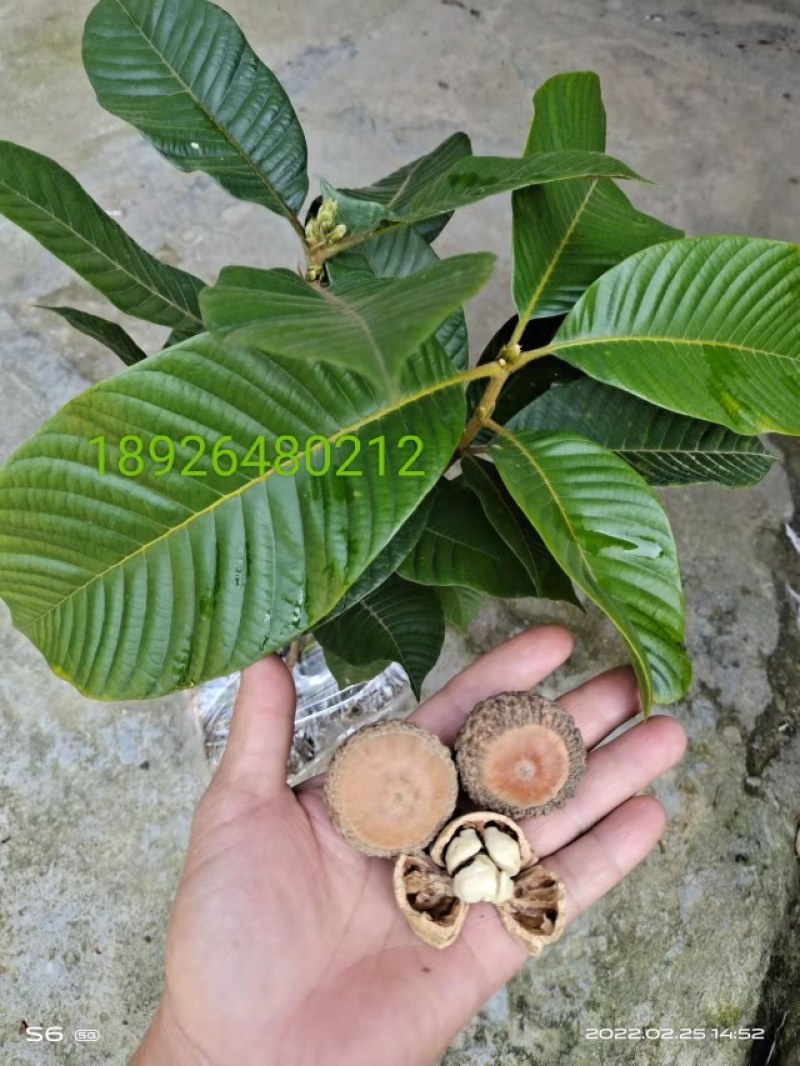 种苗风流果簿壳多肉