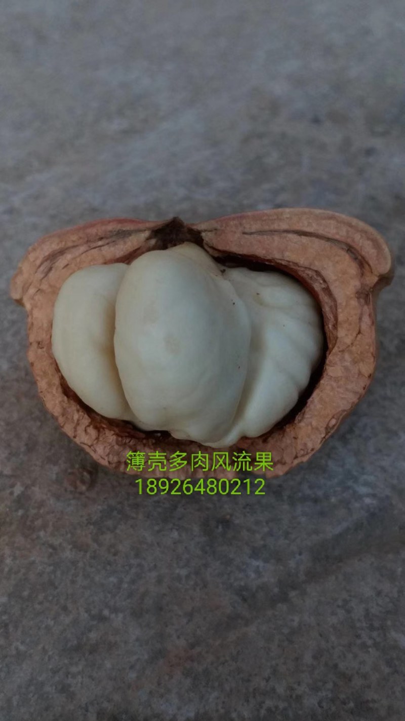 种苗风流果簿壳多肉