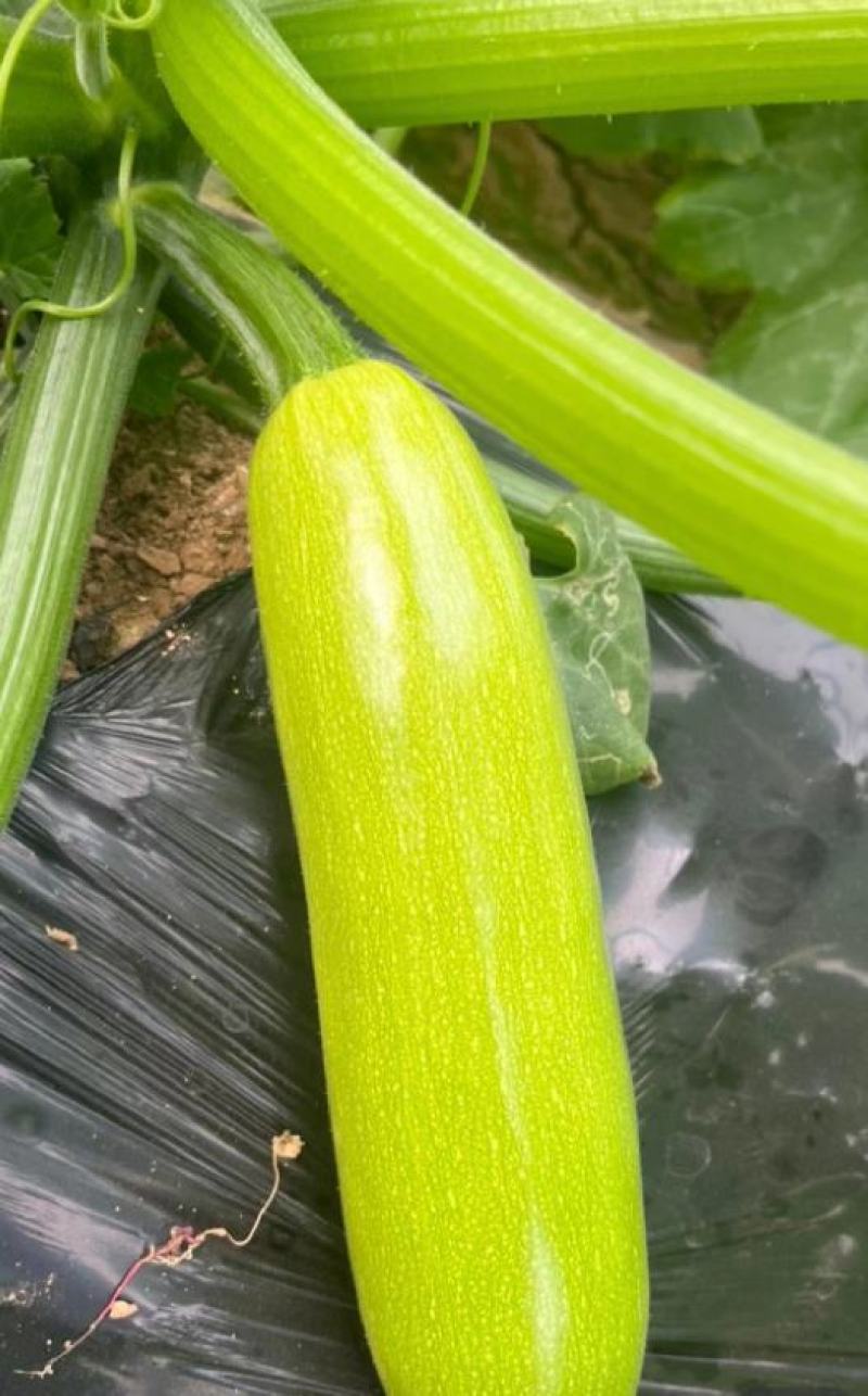 云南西葫芦大量有货产地直发支持各种规格