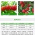 国光贝稼防落素促生灵番茄灵坐果灵荔枝番茄保花保果