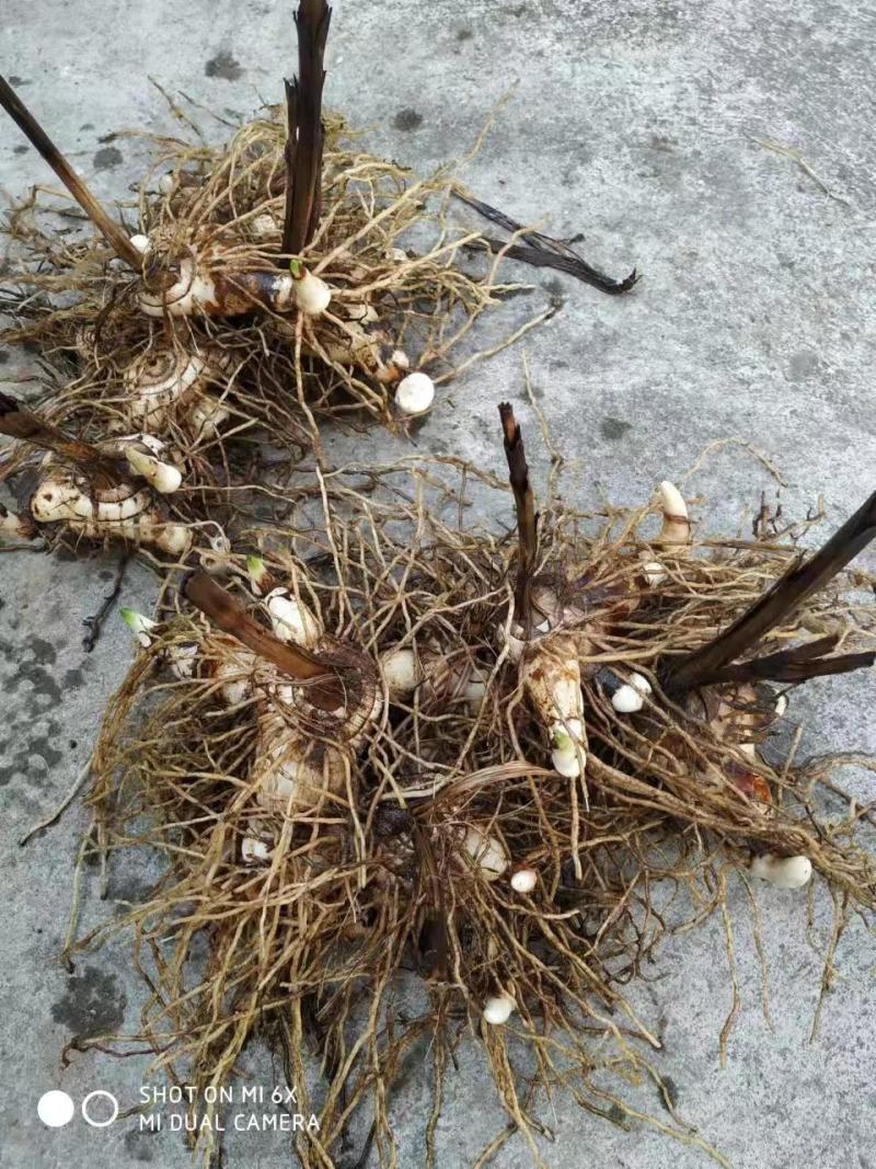 白芨组培芽头苗