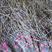 紫皮石斛鲜条紫皮石斛的主产地批发质量好数量有保障