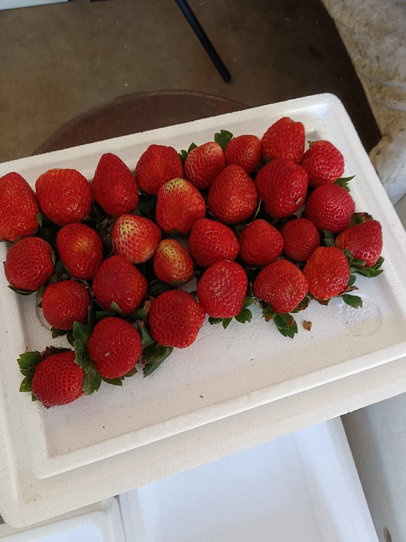 【精品】奶油草莓专业代发电商商超品控严格好评率高!